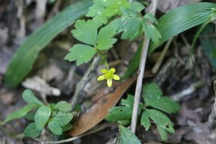 Ranunculus wallichianus